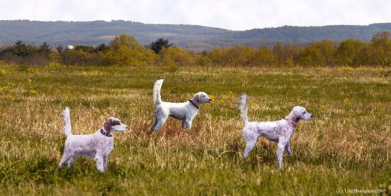 (left to right) Wire, Body Guard and Pennstar